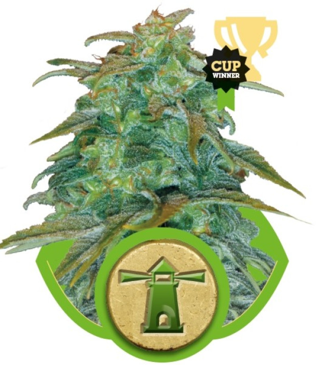 Royal Haze Automatic UITVERKOOP