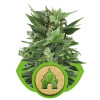 Royal Kush Automatic UITVERKOOP