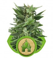 Royal Kush Automatic UITVERKOOP