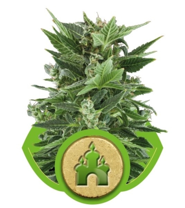 Royal Kush Automatic UITVERKOOP