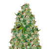 OG Kush UITVERKOOP