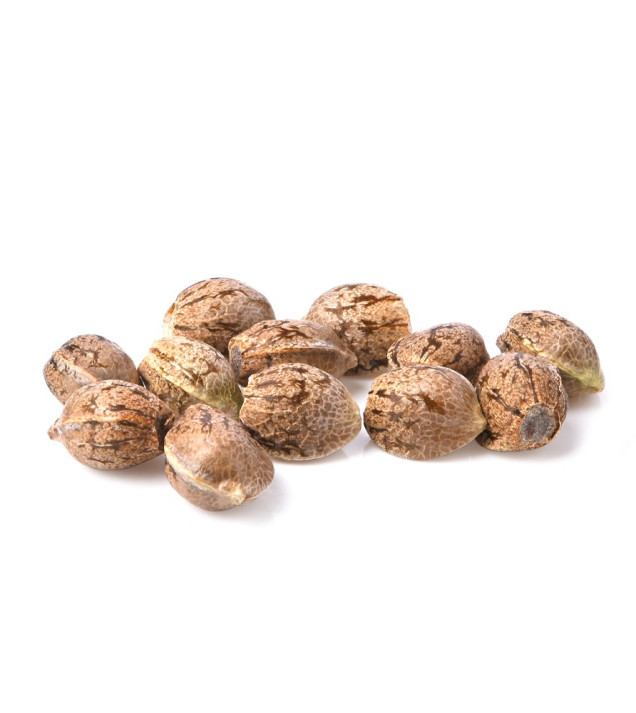 OG Kush UITVERKOOP