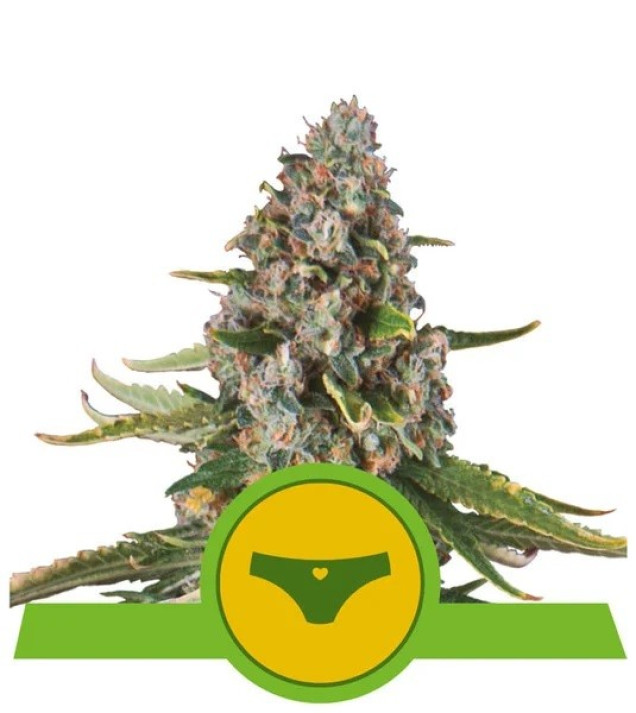 Sherbet Queen Automatic UITVERKOOP