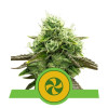 Sweet ZZ Auto UITVERKOOP