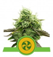 Sweet ZZ Auto UITVERKOOP