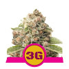 Triple G UITVERKOOP