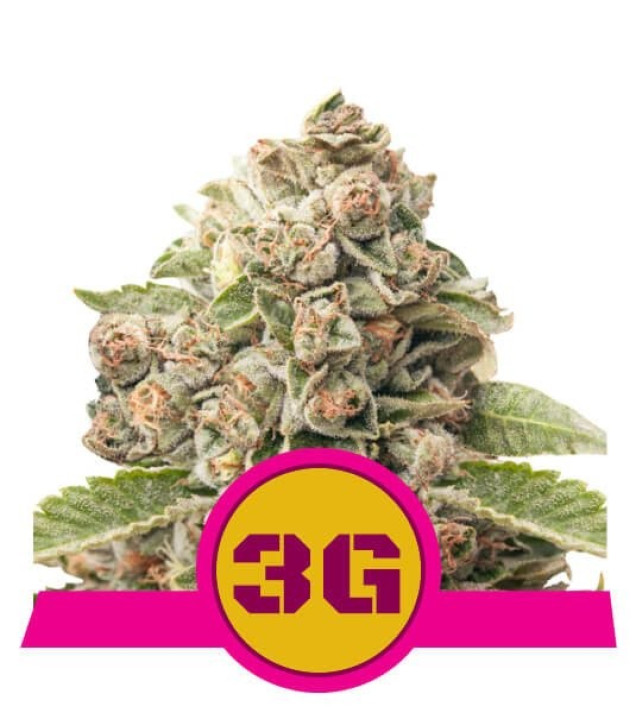 Triple G UITVERKOOP
