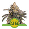 Triple G Auto UITVERKOOP