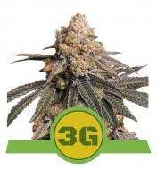 Triple G Auto UITVERKOOP