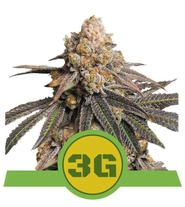 Triple G Auto UITVERKOOP