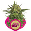Haze Berry UITVERKOOP