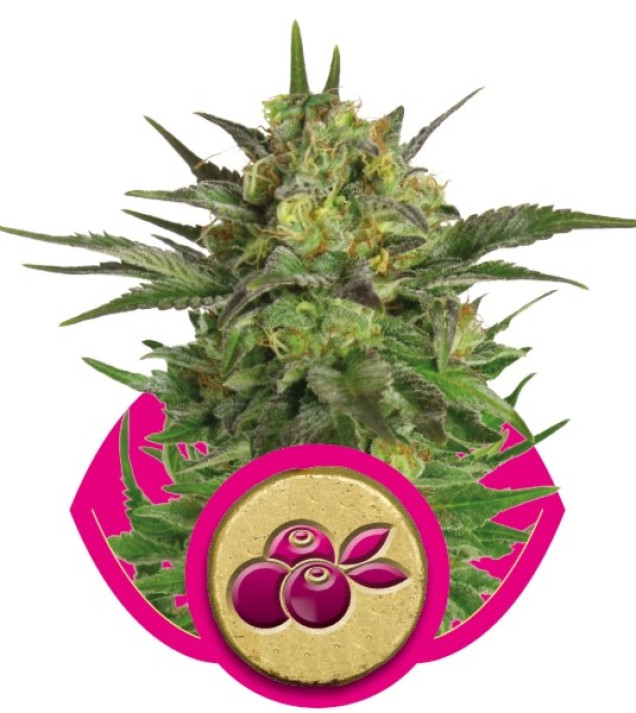 Haze Berry UITVERKOOP