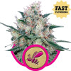 Honey Cream Fast Flowering UITVERKOOP