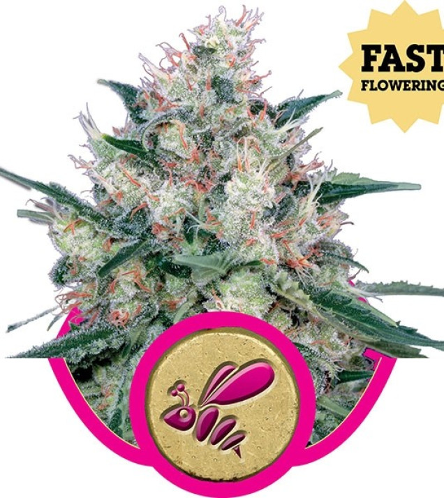 Honey Cream Fast Flowering UITVERKOOP