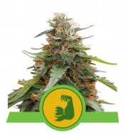 Hulkberry Auto UITVERKOOP