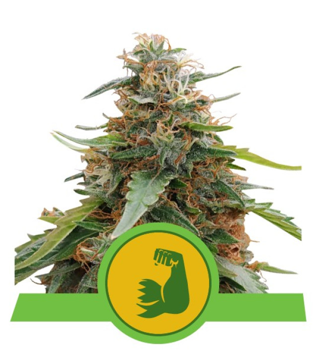 Hulkberry Auto UITVERKOOP