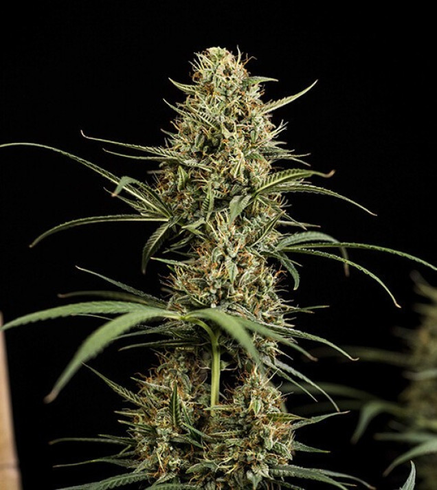 Hulkberry Auto UITVERKOOP