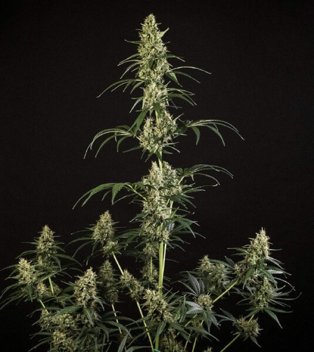 Hulkberry Auto UITVERKOOP