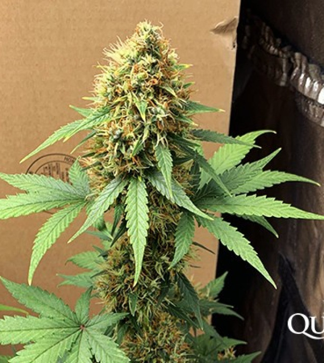 Hulkberry Auto UITVERKOOP