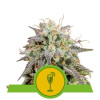 Mimosa Automatic UITVERKOOP