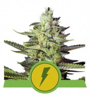 North Thunderfuck Auto UITVERKOOP