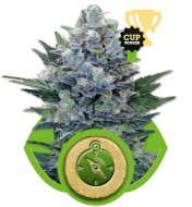 Northern Light Automatic UITVERKOOP