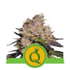 Purple Queen Auto UITVERKOOP