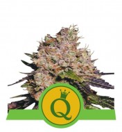 Purple Queen Auto UITVERKOOP