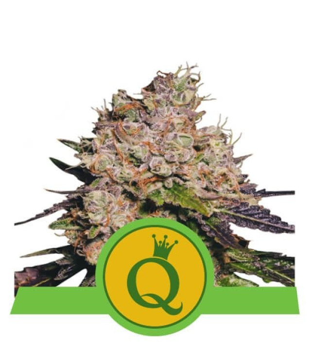 Purple Queen Auto UITVERKOOP