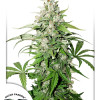 Auto Cinderella Jack UITVERKOOP