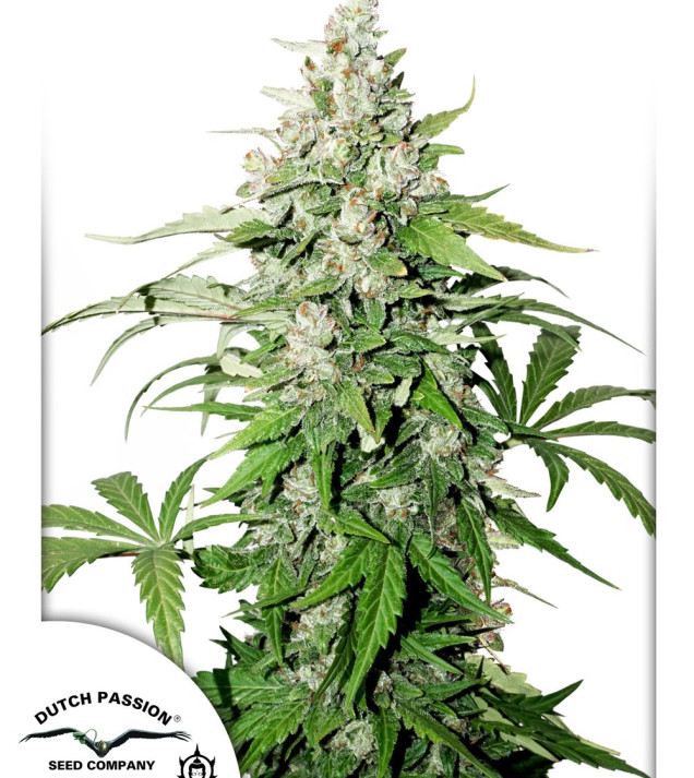Auto Cinderella Jack UITVERKOOP