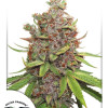 Auto Glueberry O.G. UITVERKOOP