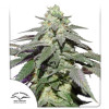 Auto Skywalker Haze UITVERKOOP