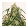 Auto Skywalker Haze UITVERKOOP