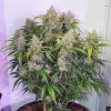 Auto Skywalker Haze UITVERKOOP