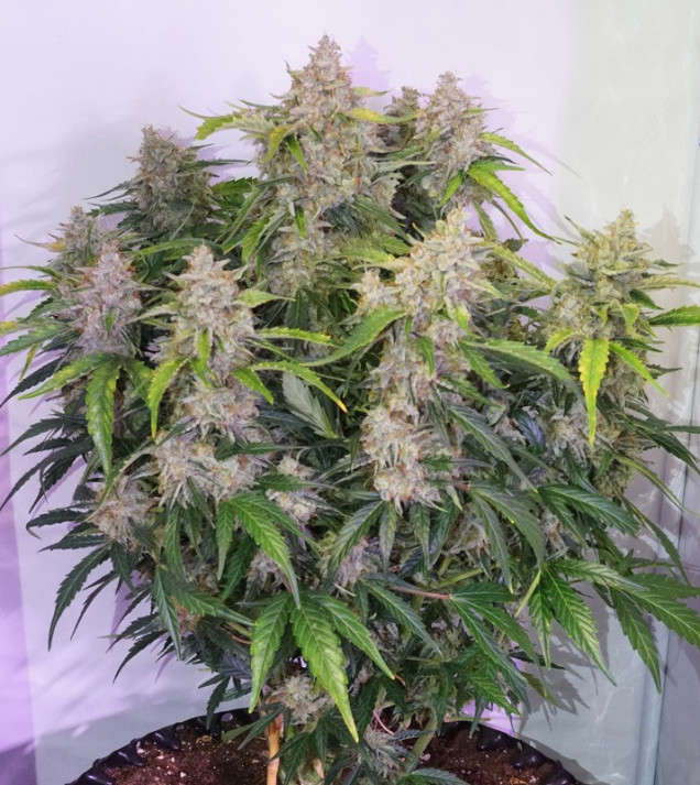 Auto Skywalker Haze UITVERKOOP