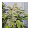 Auto Skywalker Haze UITVERKOOP