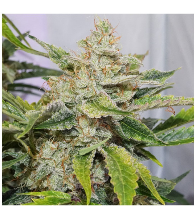 Auto Skywalker Haze UITVERKOOP
