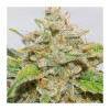 Auto Skywalker Haze UITVERKOOP