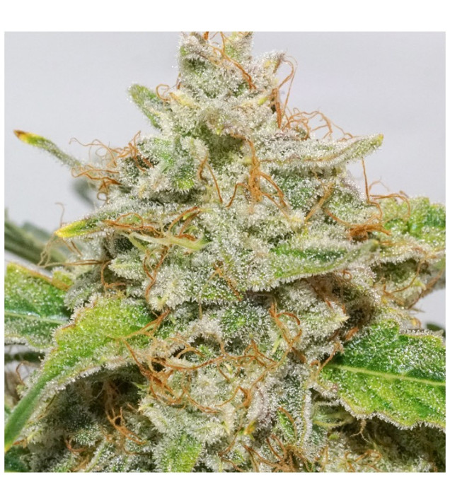 Auto Skywalker Haze UITVERKOOP