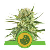 Royal Cookies Autoflowering UITVERKOOP