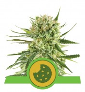 Royal Cookies Autoflowering UITVERKOOP