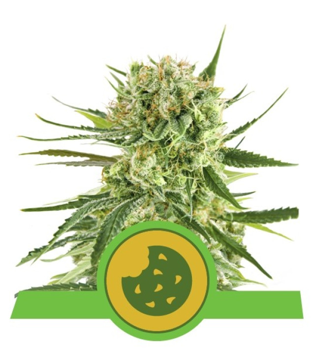 Royal Cookies Autoflowering UITVERKOOP