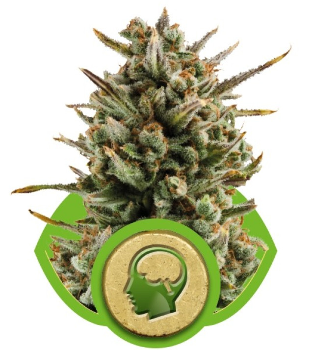 Amnesia Haze Automatic UITVERKOOP