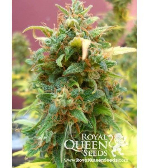 Amnesia Haze Automatic UITVERKOOP