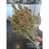Amnesia Haze Automatic UITVERKOOP