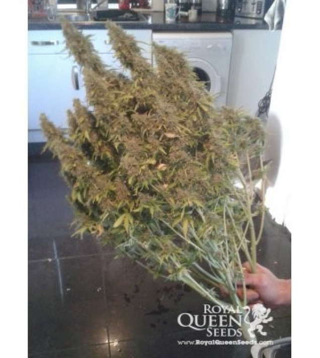 Amnesia Haze Automatic UITVERKOOP