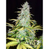 Amnesia Haze Automatic UITVERKOOP