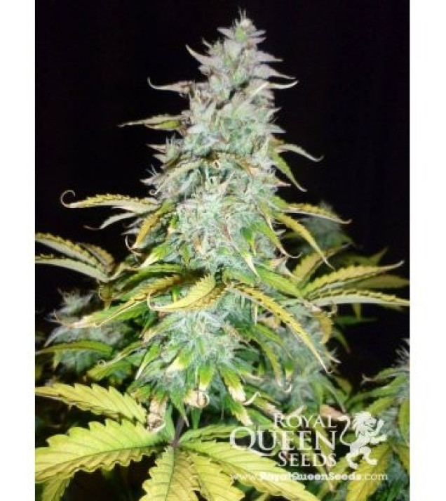 Amnesia Haze Automatic UITVERKOOP