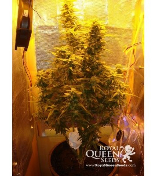 Amnesia Haze Automatic UITVERKOOP